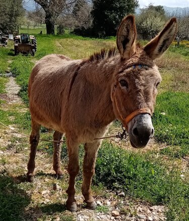 Φιλοζωϊκή Κρήτης, Γαϊδουράκι