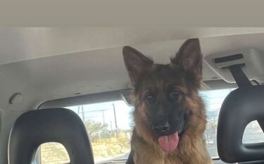 Καλυψώ, Λυκόσκυλο