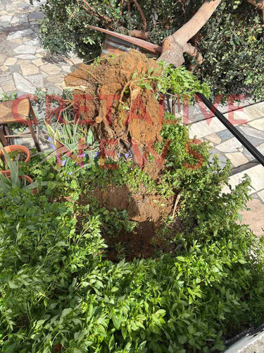 Δέντρο έπεσε στον Κατσαμπά