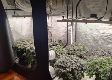 Υδροπονική Καλλιέργεια, Κάνναβη