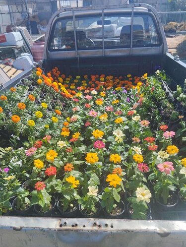 Άγιος Σύλλας: Γέμισαν την καρότσα με λουλούδια και τα πρόσφεραν πόρτα-πόρτα στις γυναίκες του χωριού 