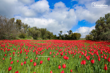Άγρια Τουλίπα, Χίος