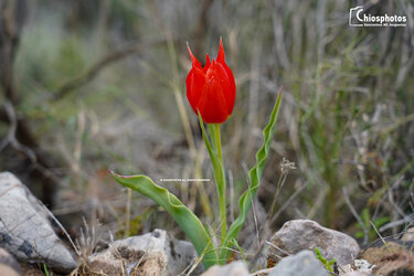 Άγρια Τουλίπα, Χίος