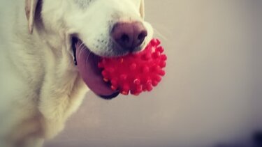 Εγκατέλειψε στα κρυφά το διαμέρισμα και άφησε μέσα τον σκύλο της