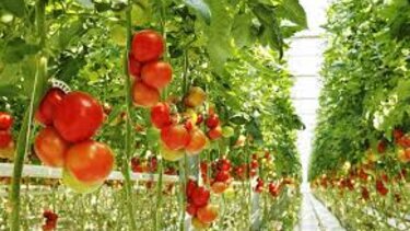 Αστικά μποστάνια σε ουρανοξύστες στη Σιγκαπούρη