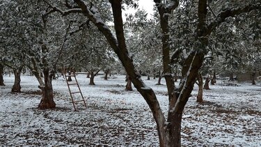 Δενδροκαλλιέργεια: Καλλιεργητικές φροντίδες μετά από τον παγετό