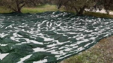 Ζημιές σε ελαιοκαλλιέργειες από το χαλάζι!