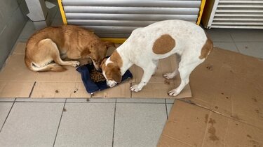 Τι γίνεται με τα αδέσποτα αυτές τις παγωμένες μέρες; - Αγωνία για σκύλο έρμαιο του χιονιού