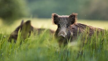 Θεσσαλονίκη: SOS εκπέμπουν οι αγρότες για την «εκρηκτική» αύξηση του πληθυσμού των αγριογούρουνων