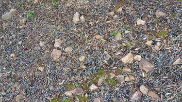 Η κακοκαιρία "ράβδισε" τις ελιές - Ως και 70% η ζημιά