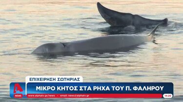 Επιχείρηση σωτηρίας για μικρό κήτος, στα ρηχά του Π. Φαλήρου