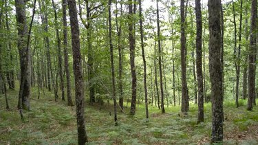 Βρέθηκε νεκρός στο δάσος
