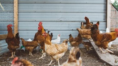 Ολλανδία: Πάνω από 200.000 πουλερικά θα θανατωθούν λόγω γρίπης των πτηνών