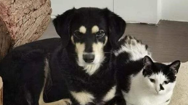 Χάθηκε η όμορφη σκυλίτσα - Μήπως την έχει δει κανείς; 