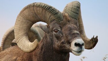 Πήγε να ταΐσει τα ζώα της και την σκότωσε κριάρι