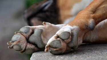 Παράδοση ή έγκλημα;