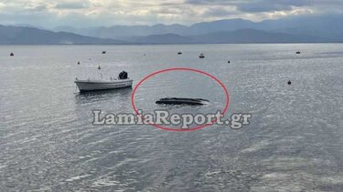 Αυτοκίνητο έπεσε στη θάλασσα – Καρέ καρέ η διάσωση του οδηγού