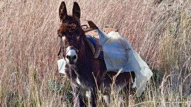 Συστάσεις Σ. Κεδίκογλου για πιστή εφαρμογή των διατάξεων περί ευζωίας των ιπποειδών