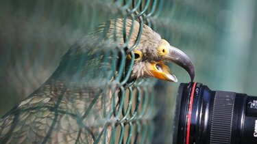 Παπαγάλος έκλεψε κάμερα GoPro, κατέγραψε την πτήση διαφυγής του
