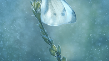 Ο ρεμβασμός μιας πεταλούδας και ο ύπνος της σφήκας: Οι νικητές του Garden Photographer of the Year