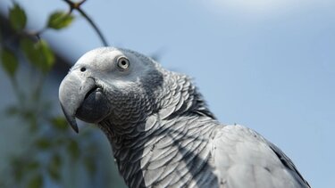 Ο παπαγάλος που έχασε την μιλιά του όταν πέθανε το αφεντικό του, τώρα βρίζει τον νέο ιδιοκτήτη
