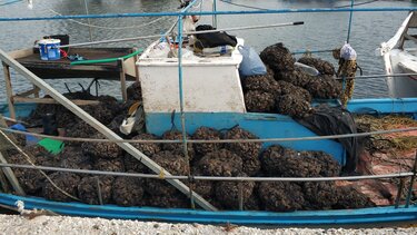 Κοινοβουλευτική παρέμβαση βουλευτών του ΠΑΣΟΚ για την «αδιαφανή» λειτουργία της Επιτροπής Αλιευτικού Τουρισμού
