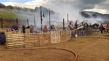 Πυρκαγιά σε στάβλο - Κάηκαν δεκάδες ζώα