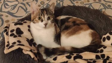 Χάθηκε στο αεροδρόμιο η γατούλα Μίο 