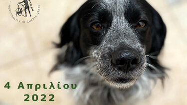 Προχωρά η διαδικασία για την κατασκευή του καταφυγίου και κλινικής αδέσποτων ζώων στο Ακρωτήρι Χανίων