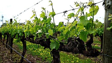 Στη Βουλή οι ζημιές στα αμπέλια από τις πρόσφατες βροχές