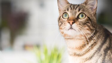 Πυροβόλησε γάτα - Συνελήφθη ο ηλικιωμένος, 30.000 το διοικητικό πρόστιμο 