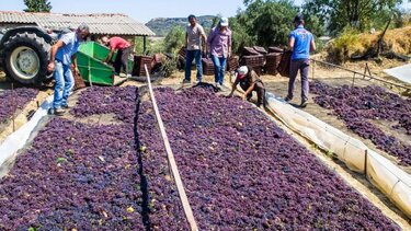 Η...πατάτα και η αποζημίωση για την σταφίδα που δεν δόθηκε
