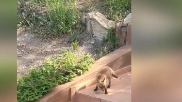 Αλεπουδάκια κάνουν βόλτες ανενόχλητα σε… αυλή σπιτιού! 