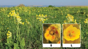 Η Ευρώπη και η Ελλάδα αναζητούν κίτρινες πρίμουλες