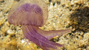 Τι να κάνετε αν σας τσιμπήσει η μωβ τσούχτρα της Μεσογείου