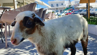 Η Ελπίδα, το πρόβατο που πάει σούπερ μάρκετ και «πίνει» καφέ!
