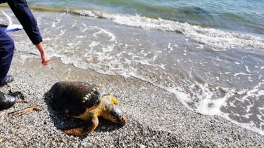Νεκρές χελώνες Καρέτα- Καρέτα σε Λέσβο και Παλαιά Φωκαία 