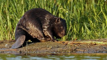Δεκαετίες μετά την εξαφάνισή του, ο κάστορας ετοιμάζεται να επιστρέψει στην Ελλάδα