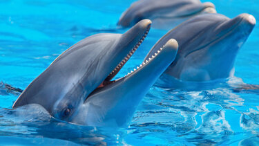 Ανακαλύφθηκαν για πρώτη φορά σημάδια Αλτσχάιμερ και στον εγκέφαλο δελφινιών