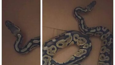 Πύθωνας έκανε βόλτες σε σαλόνι διαμερίσματος