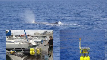 Αγαθοί γίγαντες που χρήζουν προστασίας: το ΙΤΕ υψώνει ασπίδα για τους φυσητήρες!