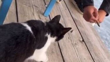 Αιδηψός: Εμπλέκεται αθλήτρια καράτε στο περιστατικό με τη γάτα; - Η απάντηση της ομοσπονδίας