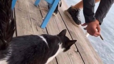  Σεσημασμένος ο 30χρονος που κλώτσησε το γατάκι