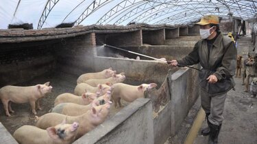 Κροατία: Εντοπισμός αφρικανικής πανώλης οδηγεί στη θανάτωση 12.000 χοίρων