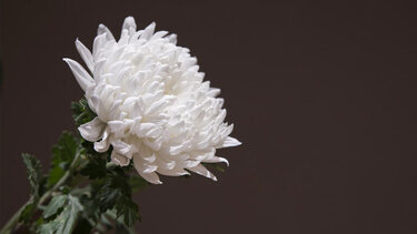 Ψήφισμα του Δήμου Πλατανιά για τον θάνατο του Ανδρέα Ζυμβραγάκη