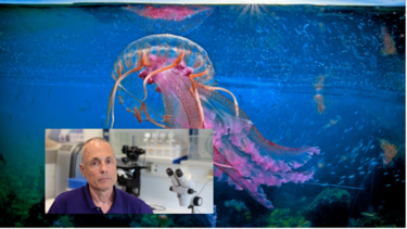 Μωβ μέδουσες στην Κρήτη: κολυμπούν ανάμεσά μας αλλά δε χρειάζεται πανικός!