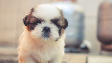 Πώς να προστατέψουμε τα κατοικίδια από τις υψηλές θερμοκρασίες