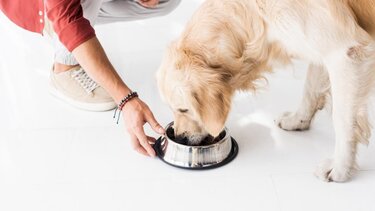 Ποιες τροφές απαγορεύεται να δώσετε στον σκύλο σας