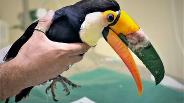 Τουκάν έσπασε το ράμφος του και του έφτιαξαν καινούργιο με 3D εκτυπωτή!