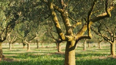 Αγρότες: Έκτακτη ενίσχυση συνολικού ύψους 22,3 εκατ. ευρώ